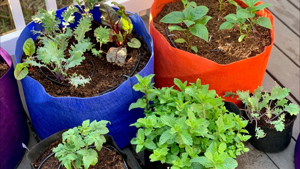 🍅 LIVE: Container Gardening FAQ's - Drip Irrigation, Water Damage on Decks, and More 🥬🥕🌶🥒 (REPLAY)