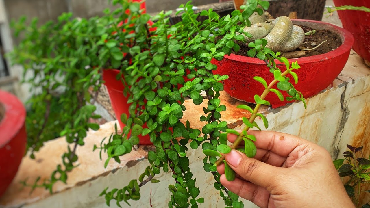 Best Plant Cuttings to Grow in Monsoon (2) || Fun Gardening