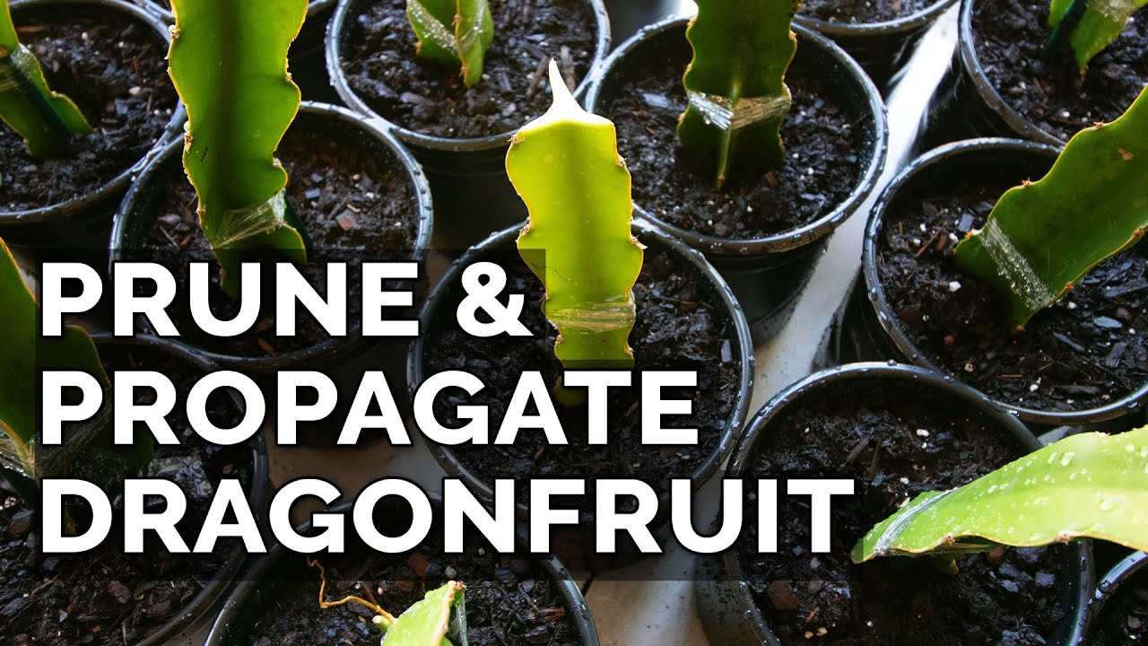 Easy Dragon Fruit Propagation and Pruning Technique