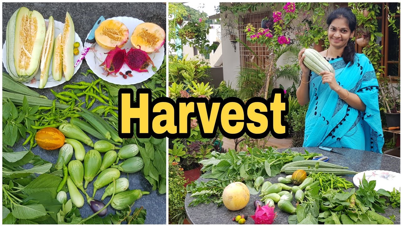 Fruits& Vegetable Harvest/మొదటిసారి కోసిన ఆనందమే వేరు... #madgardener #gardening  #Dragonfruit