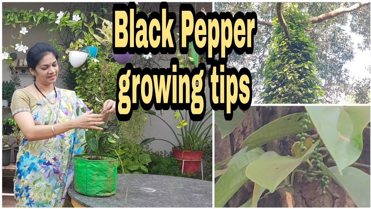 Black Pepper growing tips/మిరియాల మొక్కలను పెంచే విధానం #madgardener #gardening  #blackpepper