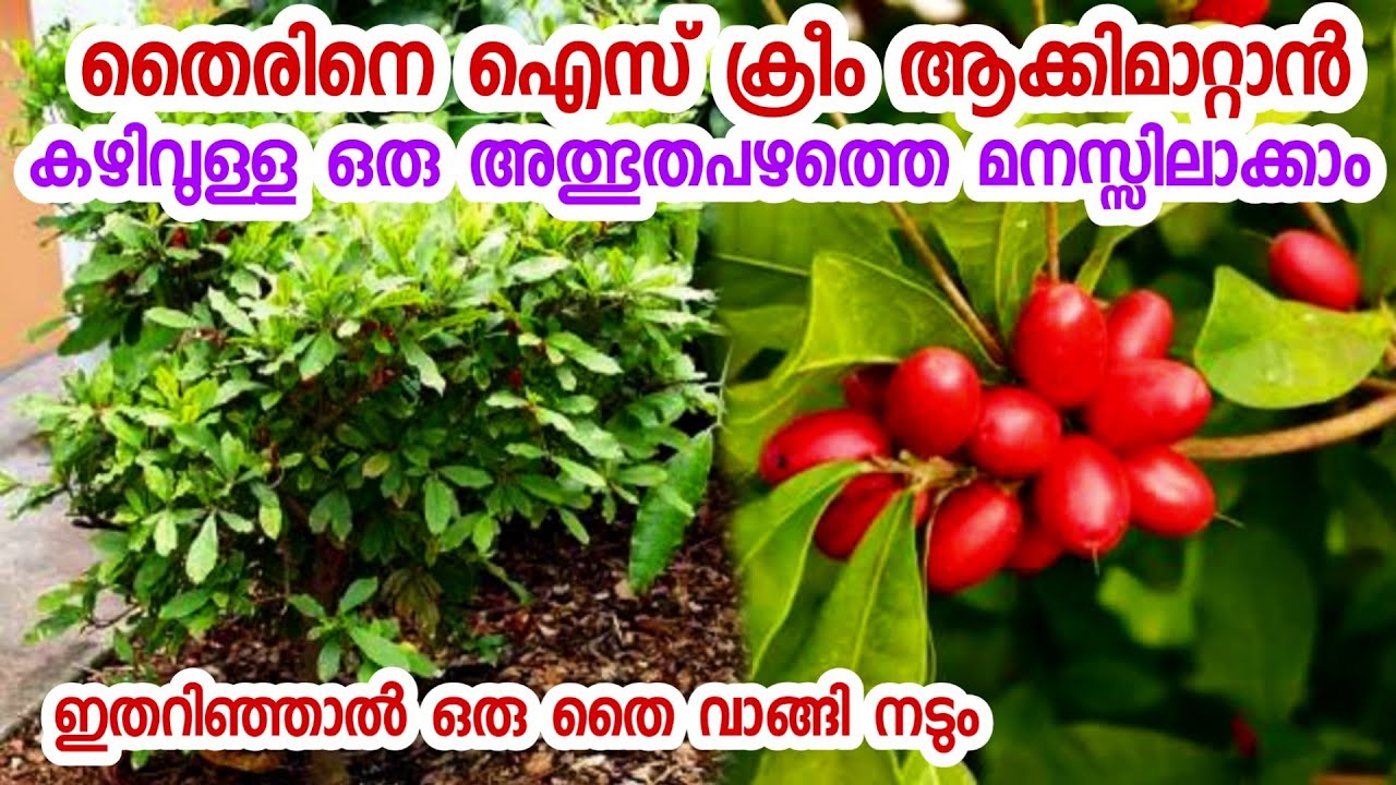 ഒരു അത്ഭുത പഴത്തെ മനസിലാക്കാം|malayalam gardening channel|happy gardening|miracle fruit malayalam
