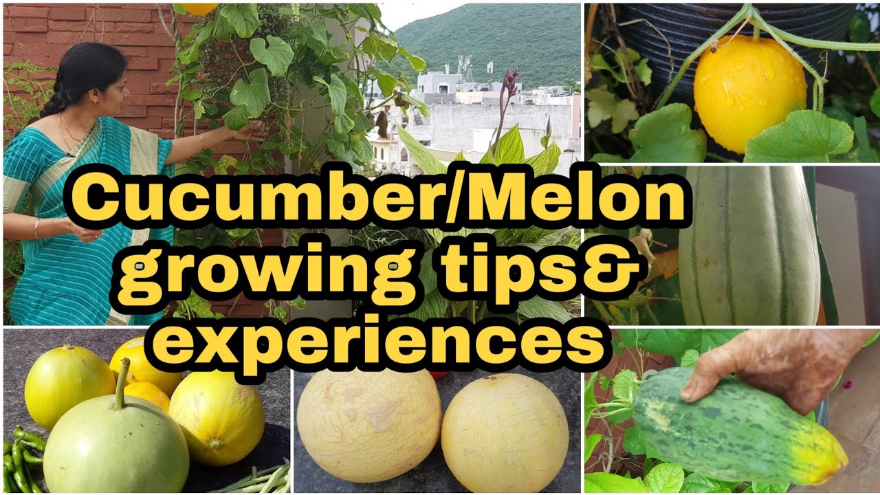 Cucumber/Melon growing tips.దోస జాతి పాదుల పెంపకంలో మెళుకువలు #gardening  #madgardener  #cucumber