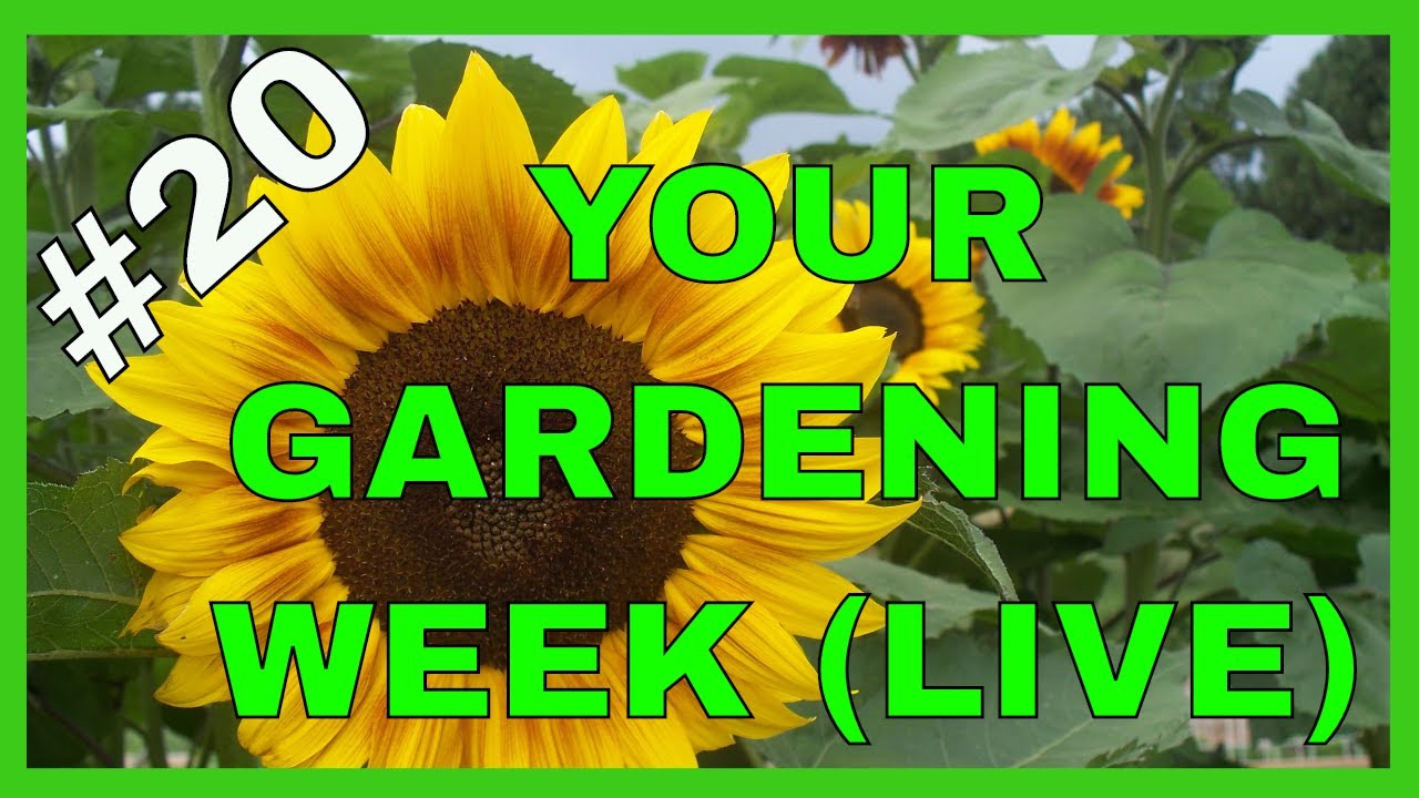 Gardening Tips for Success (Live Q & A)