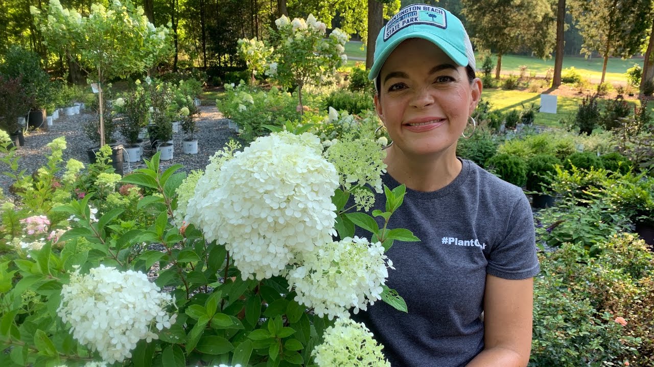 Hydrangeas Are Blooming // Nursery Tour // Gardening with Creekside
