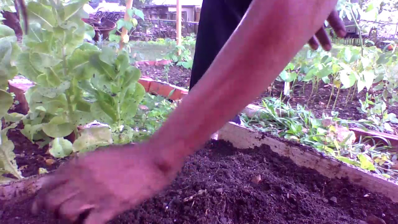 JULY 2020 GARDENING - DAY 1 - Gardening For Beginners - WHAT TO DO NOW! Dealing With Hot Weather!