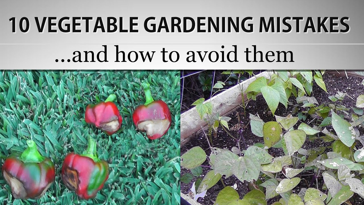 10 Vegetable Gardening Mistakes & How to avoid them - Gardening Hacks & Gardening Tips!
