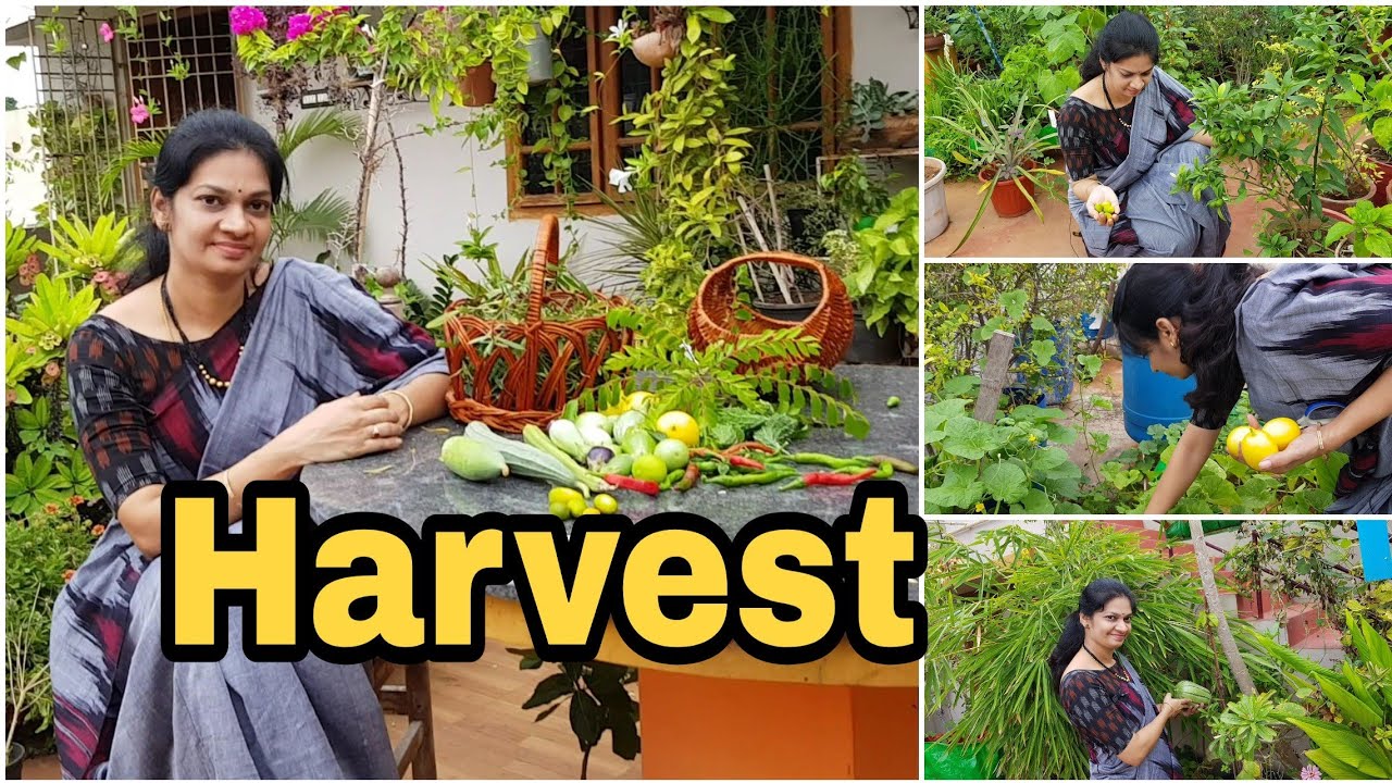 Terrace Garden Harvest / grow your food /ఇవాళ కోసిన కూరగాయలు #vegetable gardening  #madgardener
