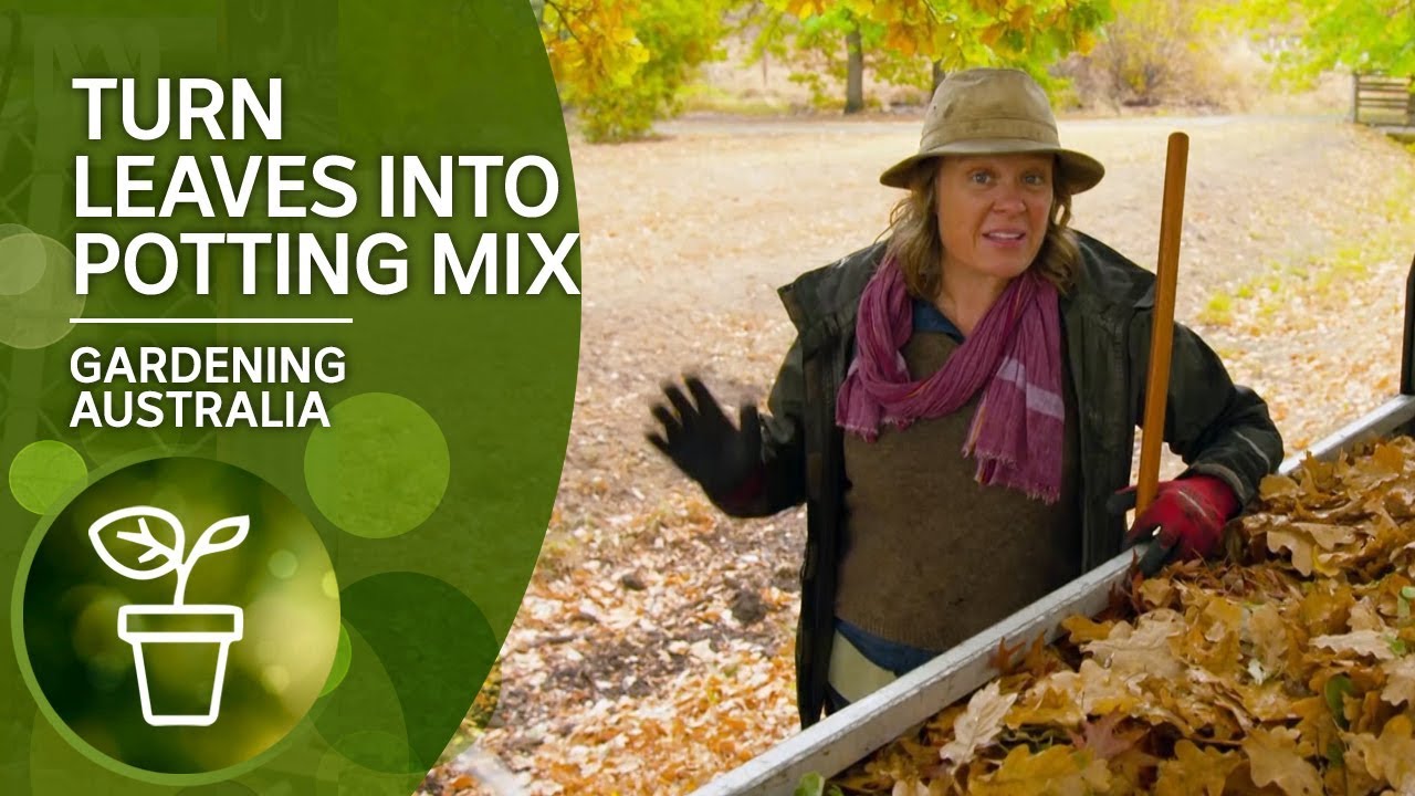 How to turn leaves into potting mix | DIY Garden Projects | Gardening Australia