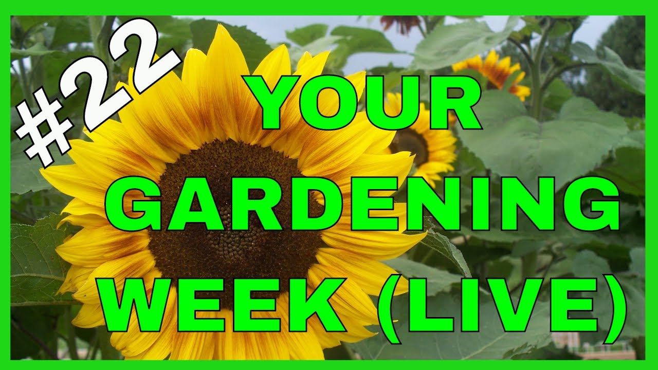 Gardening Tips & Tricks (Live Q & A)