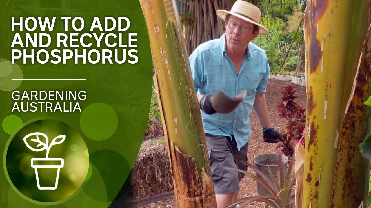 Is there enough phosphorus in your soil? | DIY garden projects | Gardening Australia