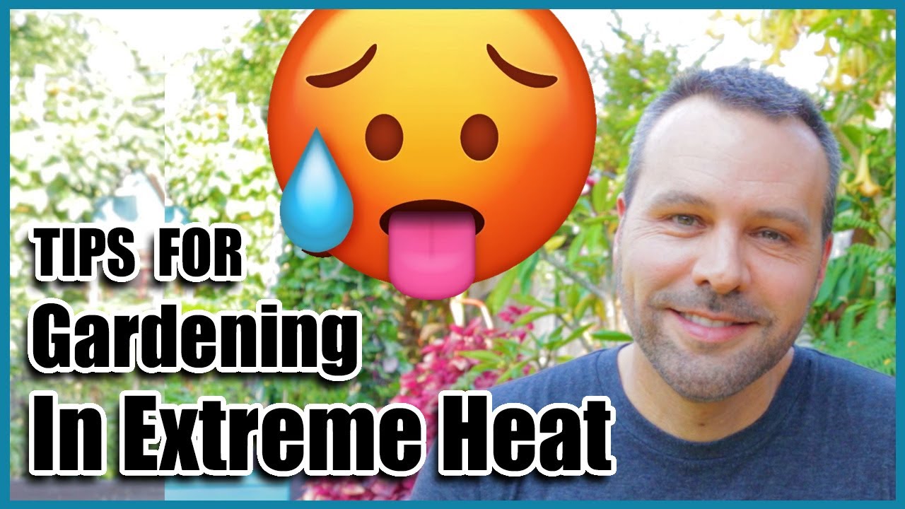 Gardening in Extreme Heat // Getting Your Summer Garden Through a Heat Wave