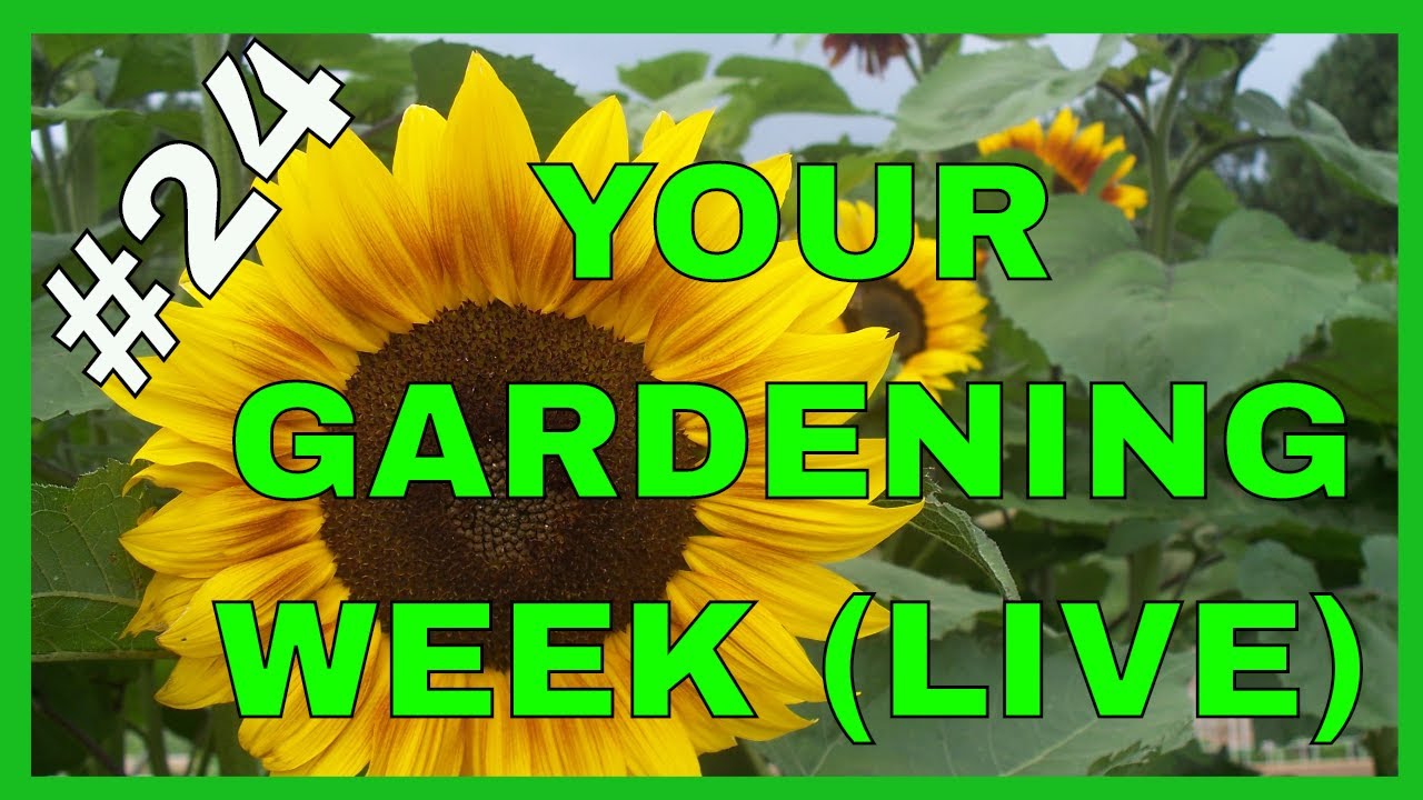 Gardening Tips for a Great Garden (Q&A)