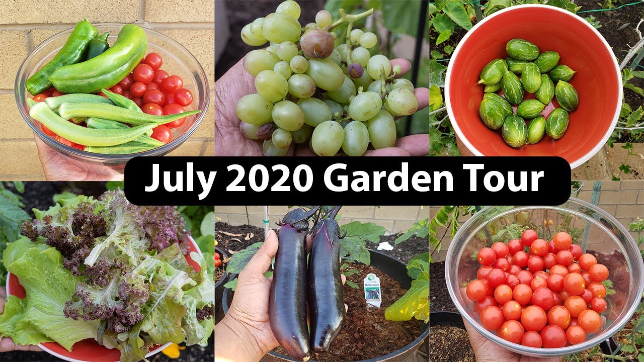 Full July 2020 Garden Tour With Harvests, Gardening Tips, Things To Do & Recipes