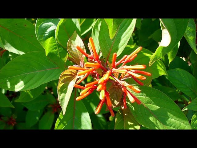 How to Grow and Care Hamelia Plant || Fun Gardening