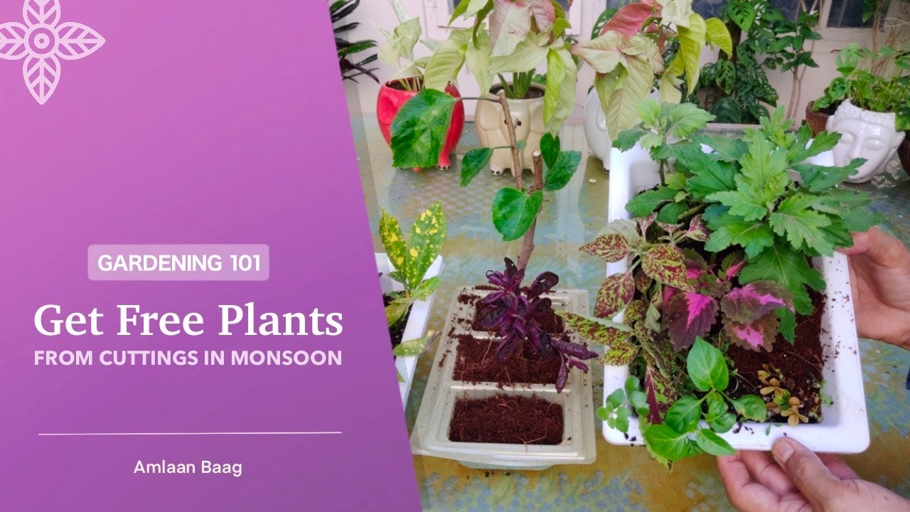 Gardening 101 | Get Free Plants from Cuttings in Monsoon | बरसात में कटिंग से फ्री में बढ़ाएं पौधे