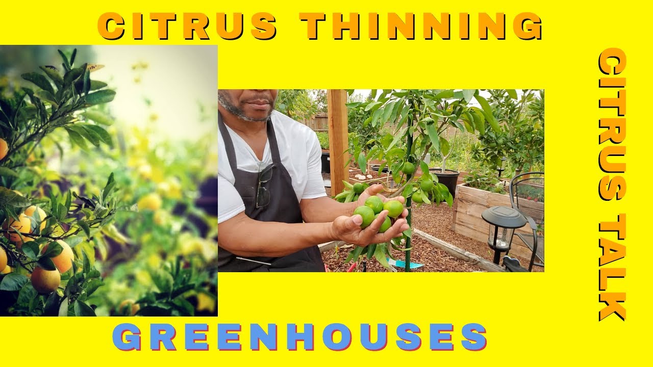 Important Gardening Talk #citrusthinning #greenhouse #coldergrowingzones