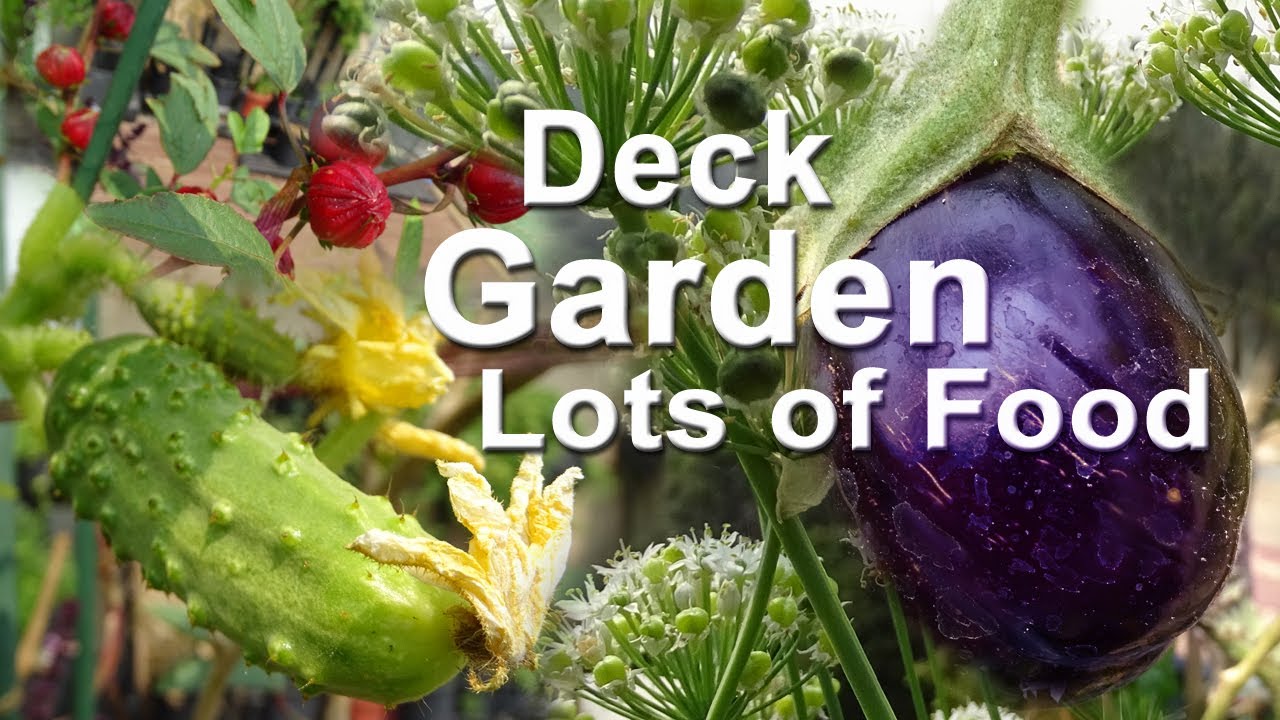 Deck Garden Update Tomatoes Cucumbers Watermelon Herbs MORE-Hummingbird Container Gardening Vertical