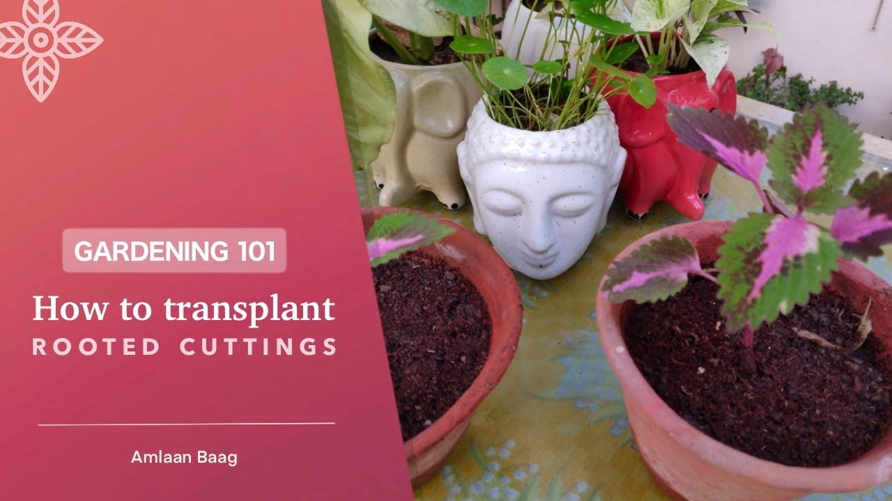 Gardening 101 | How To Transplant Rooted Cuttings | Multiply Plants At Zero-Cost