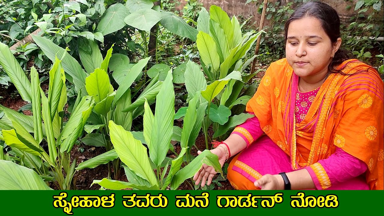 ಸ್ನೇಹಾಳ ತವರು ಮನೆ ಗಾರ್ಡನ್ ನೋಡಿ Sneha's Garden at Honnavara | Gardening tips | Mr and Mrs Kamath