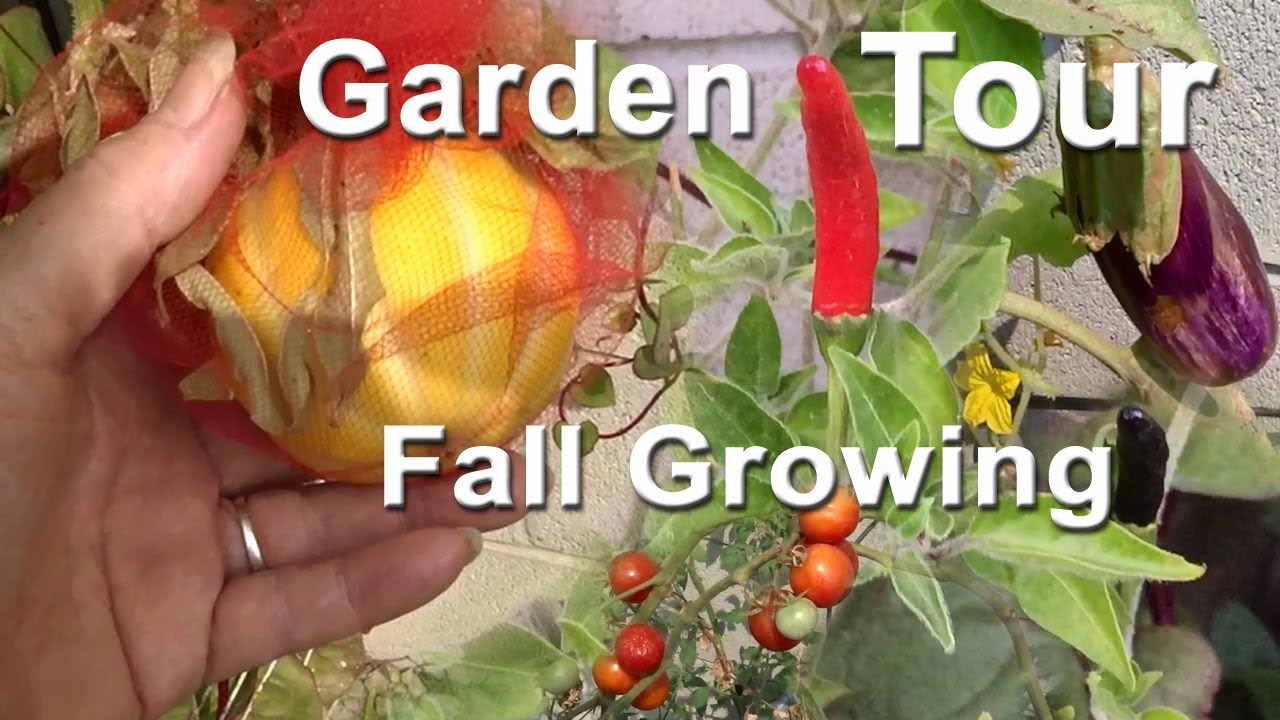 Garden Tour Growing Ground & Container Gardening Tons of Food Easy Peppers Tomatoes Cucumbers Herbs