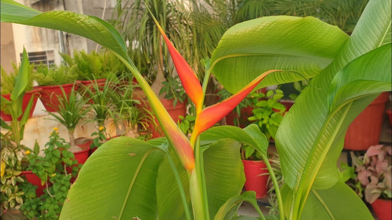 How to Grow and Care Lobster Claw / Heliconia Plant || Fun Gardening