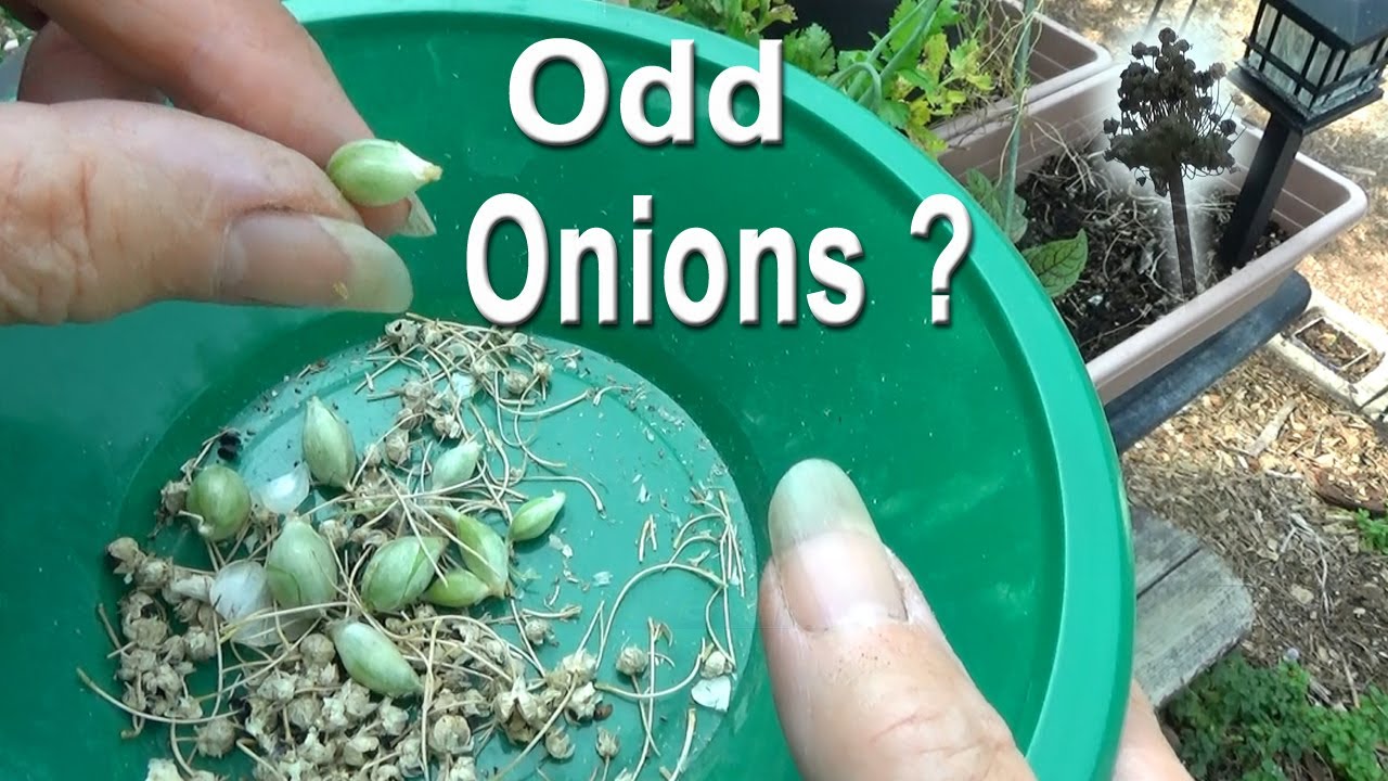 Working in Garden Growing Weird White Onions broccoli seeds Container Gardening Tomatoes Zucchini