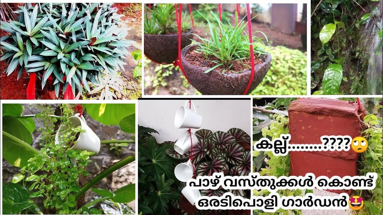 Low Budget Gardening Ideas Malayalam|Moon Light MLP