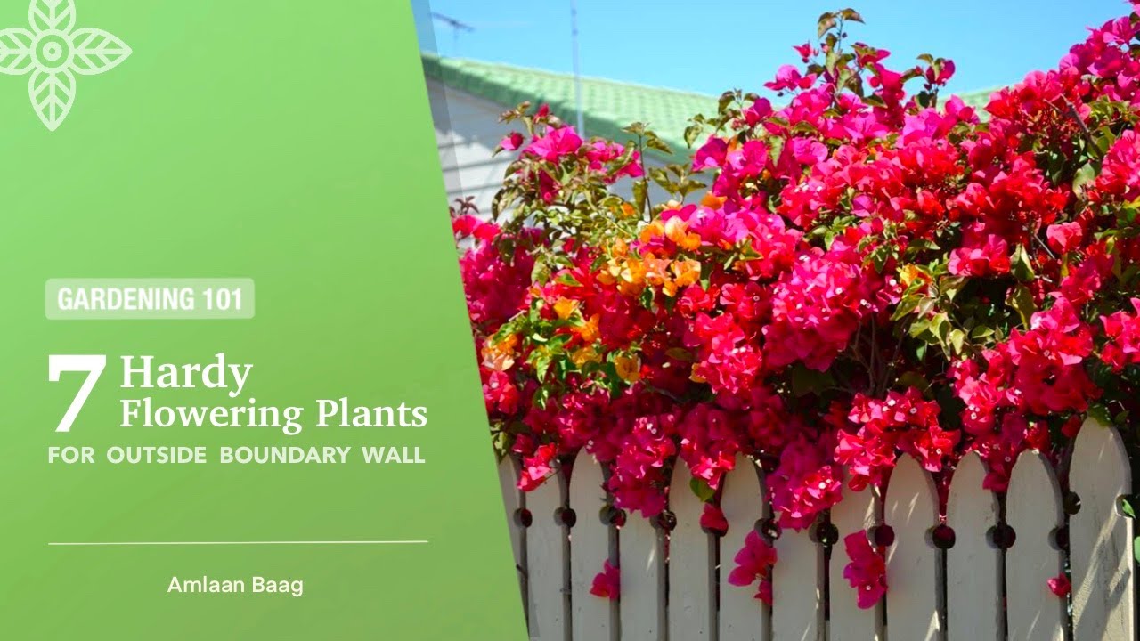 Gardening 101 | 7 Hardy Flowering Plants | For Outside Boundary Wall | घर के बाहर लगाएं ये पौधे