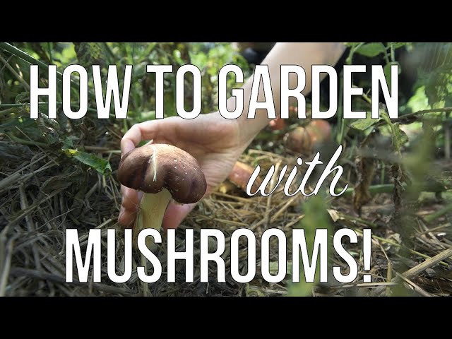 Gardening and Growing Mushrooms | How to Grow Mushrooms in your Annual or Permaculture Garden