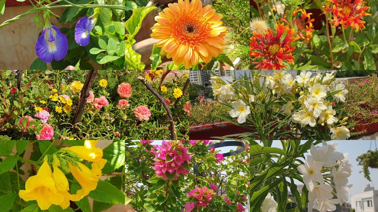 Some Flowers in My Garden Today || Fun Gardening