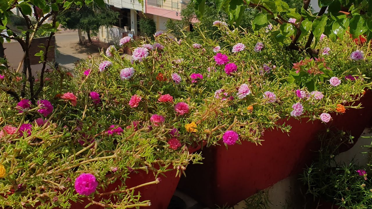 My Portulaca Flowers || Flowers in My Garden Today || Fun Gardening