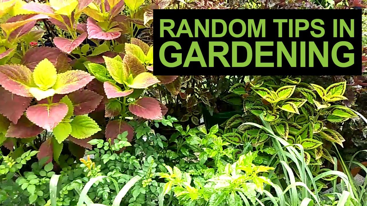 Random Tips In Gardening