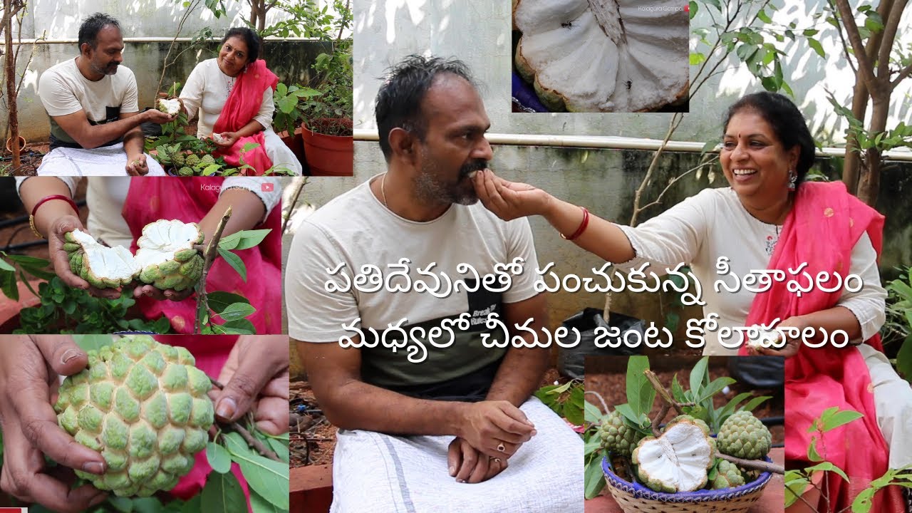 Seethaphal in my garden/ Custardapple/ Gardening is my passion/ crazy gardener/Hyderabad gardener