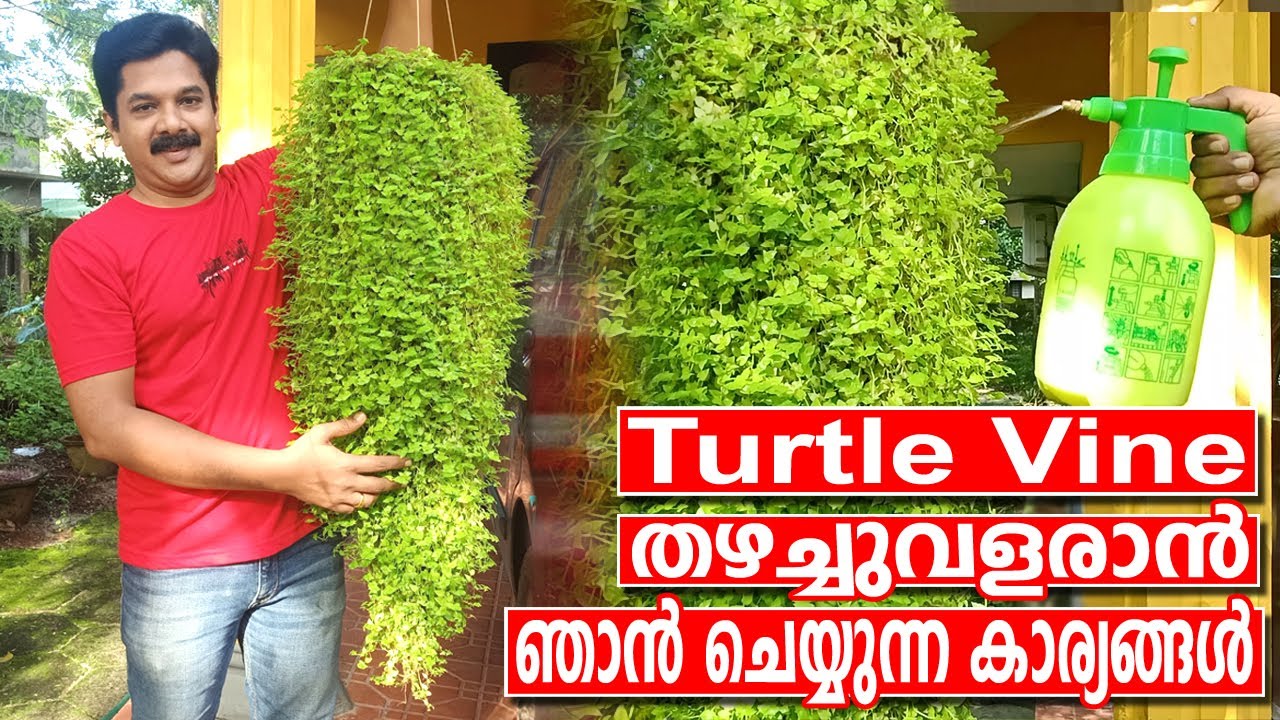 Turtle Vine Care & Gardening Tips in Malayalam | Best Fertilizer for Turtle Vine Hanging Plants