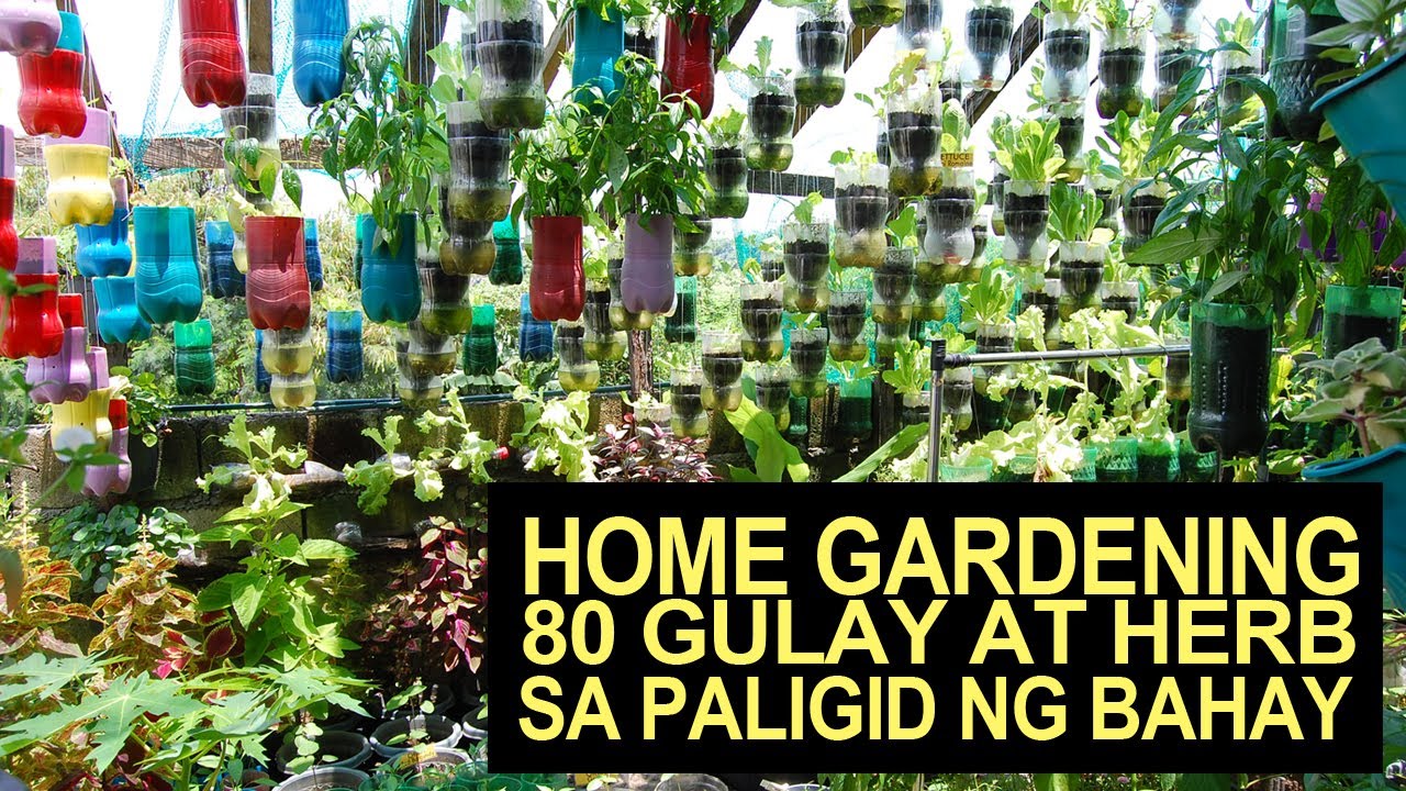 Home Gardening: 80 Gulay At Herbs Sa Paligid Ng Aming Bahay