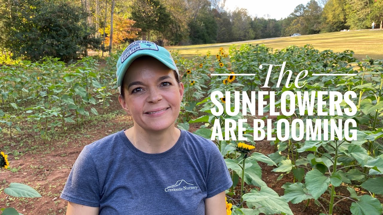 The Sunflowers Are Blooming & An Exciting Announcement // Gardening with Creekside