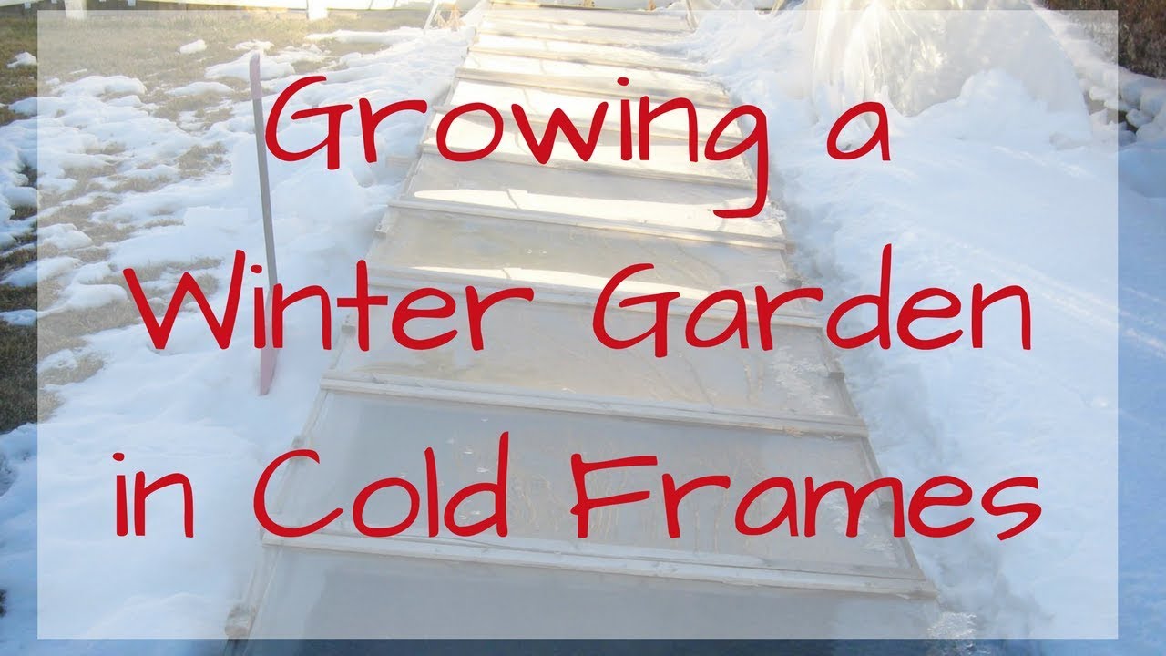 Winter Gardening in a Cold Frame