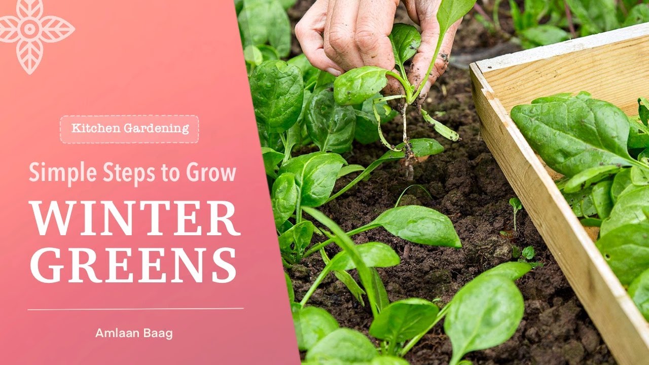 Kitchen Gardening | Simple Steps to Grow Winter Greens | घर में कैसे लगाएं पालक, मेथी, धनिया, बथुआ