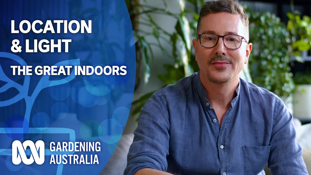 Location & Light | Indoor Plants And Balcony Gardens | Gardening Australia