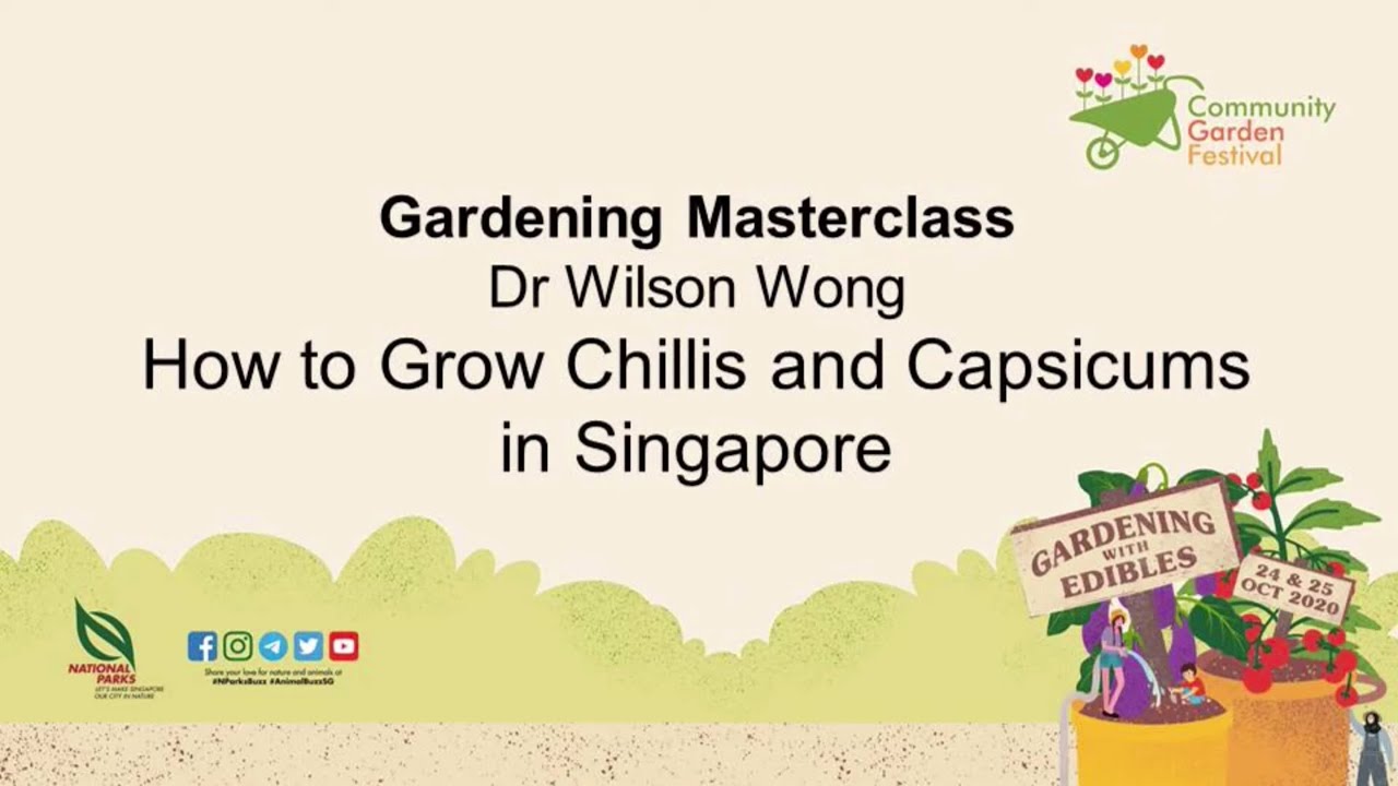 Gardening Masterclass: How To Grow Chillis And Capsicums | Community Garden Festival 2020