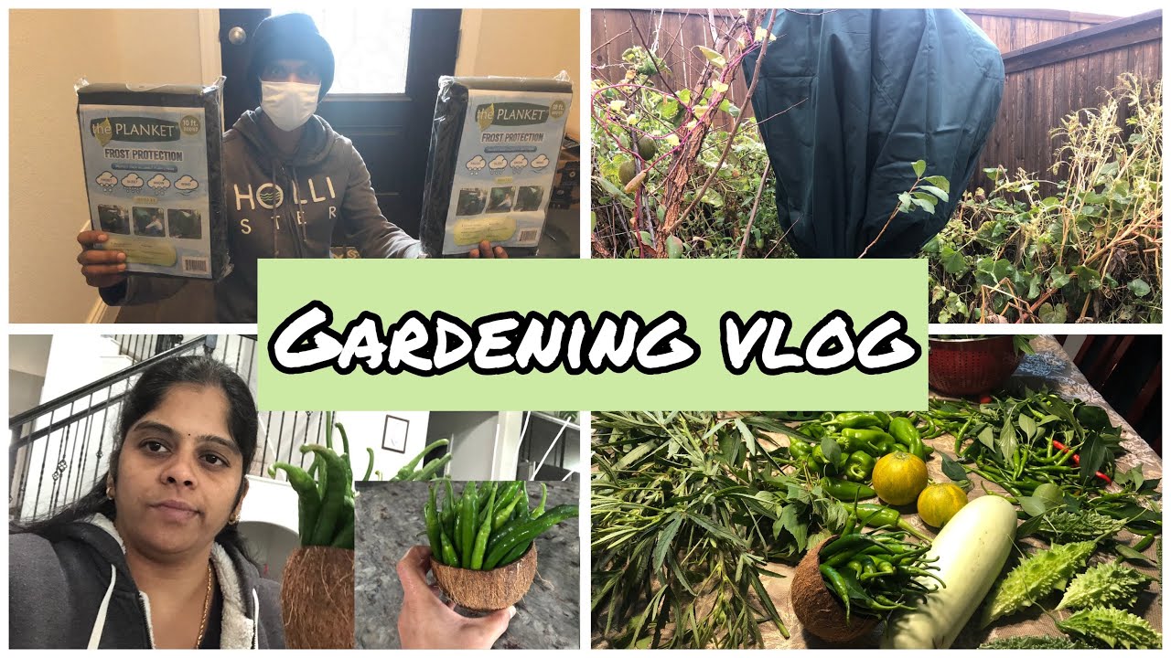Gardening vlog ||Frost cover ||Final Harvesting for this year||kavitha's world||Telugu in USA