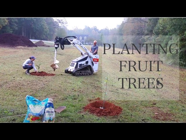 Planting Fruit Trees // Gardening with Creekside