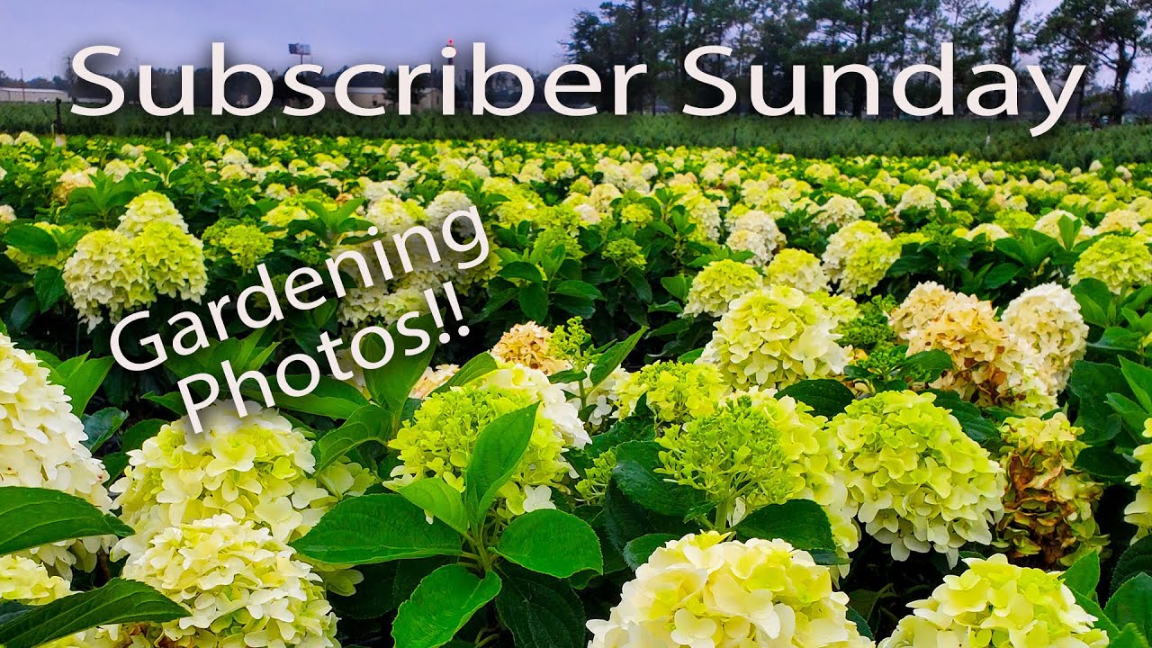 Great Gardening Photos🏡📷 - Subscriber Sunday