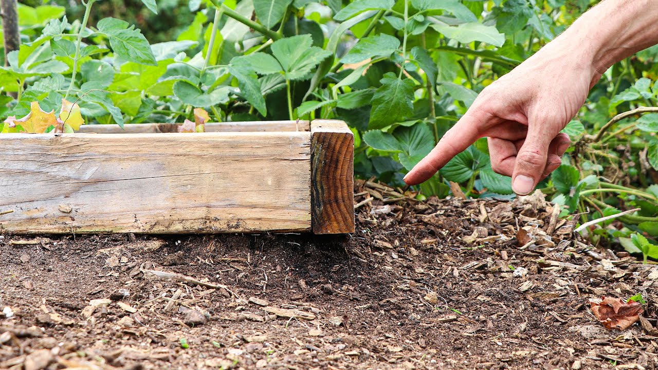 12 Mistakes You MUST AVOID When Gardening in Raised Beds