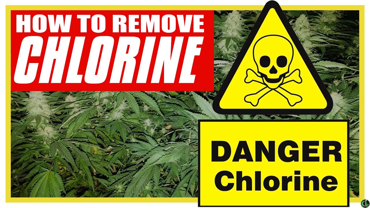3 Ways to REMOVE CHLORINE From Tap Water For Gardening