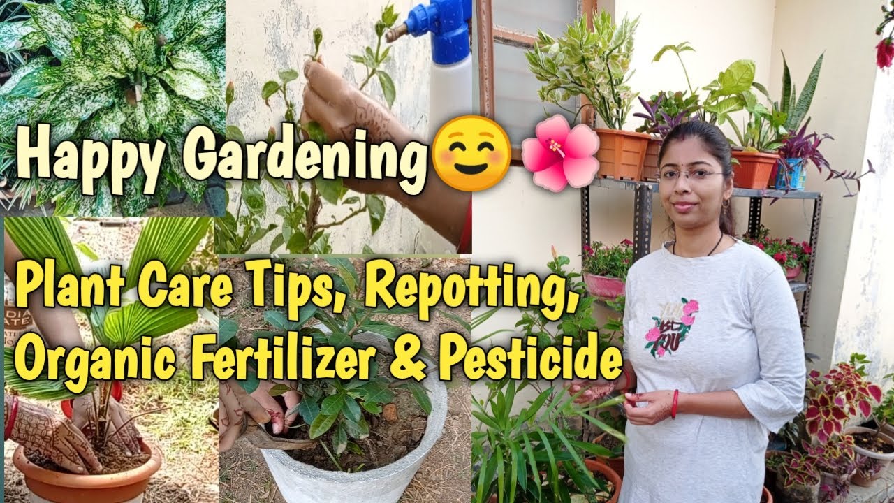 Sunday Gardening Routine/My Garden Update/Plant Care Tips,Repotting,Organic Fertilizer And Pesticide