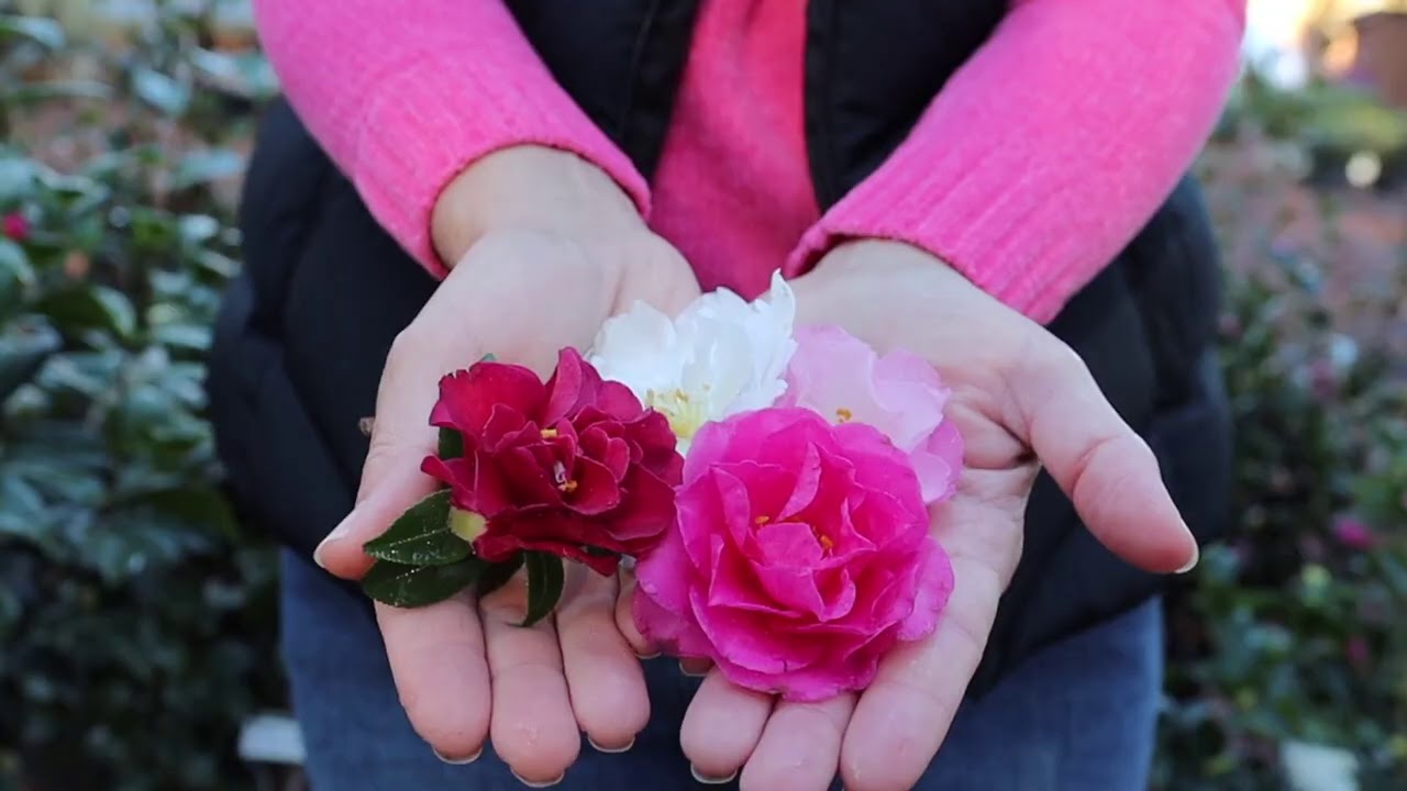 Non-Stop Flowers for Winter ~ Camellia 101 // Gardening with Creekside