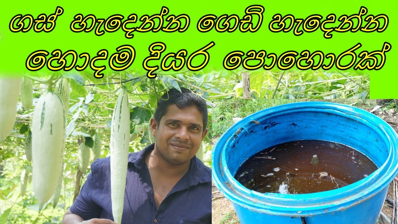 kabanika diyara pohora කාබනික දියර පොහොර Home gardening ගෙවතු වගාව Organic liquid fertilizer