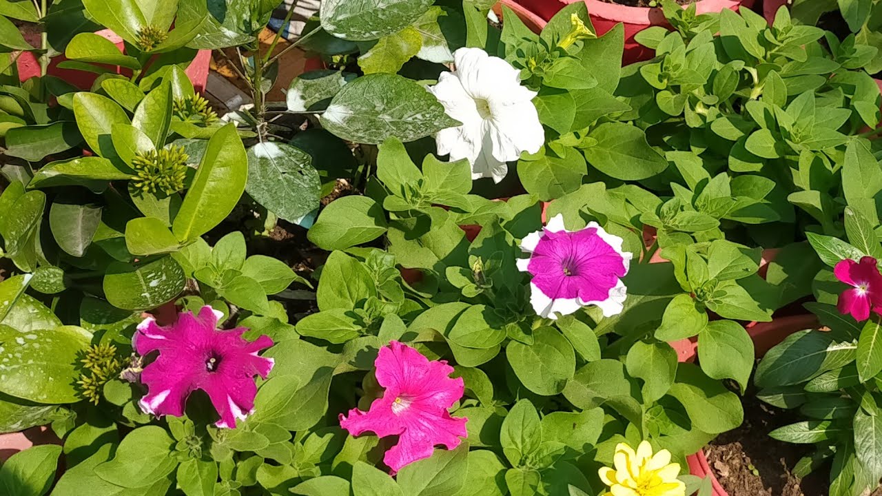 अपनाएं यह गार्डनिंग टिप्स और पाएं ढेरों फूल।।Follow these gardening tips to get full bloom in plants